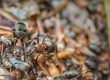 pest infestation in your outdoor dumpster