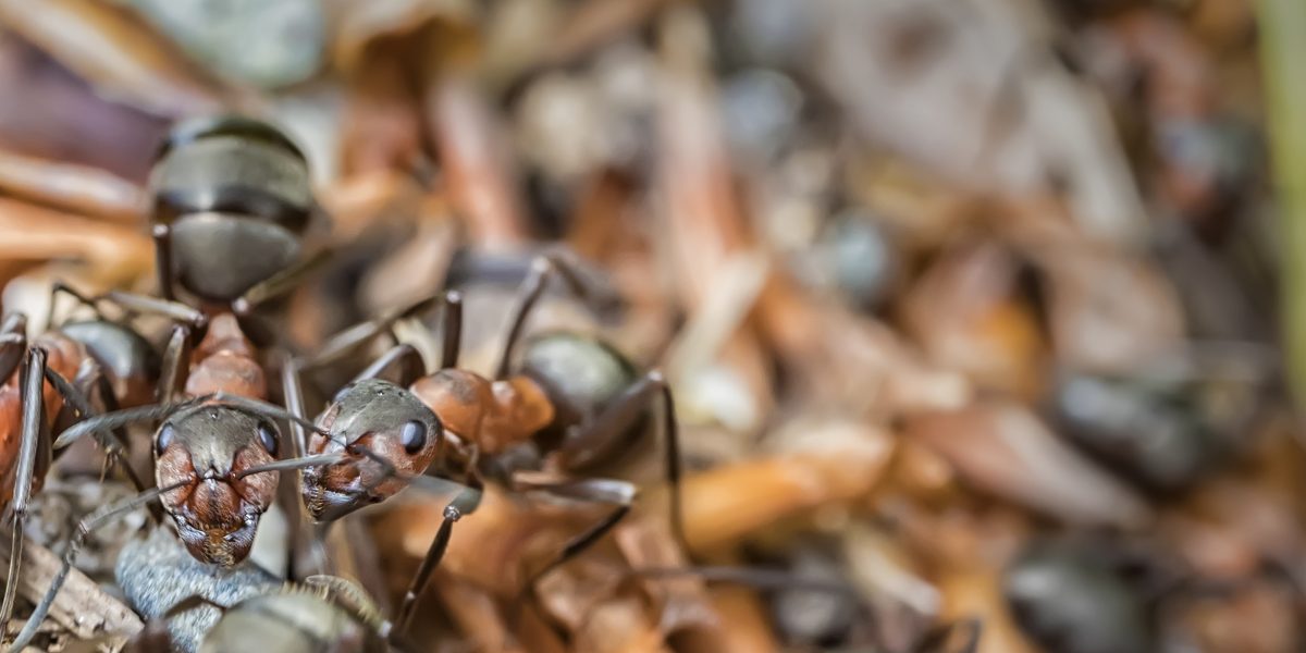 pest infestation in your outdoor dumpster pest infestation in your outdoor dumpster
