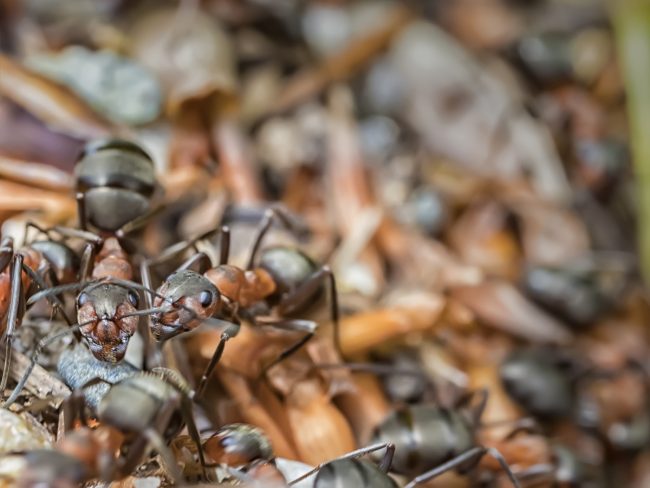 pest infestation in your outdoor dumpster pest infestation in your outdoor dumpster