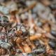 pest infestation in your outdoor dumpster